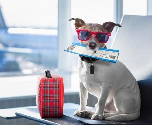 a small dog anxiously awaiting its first air transport experience
