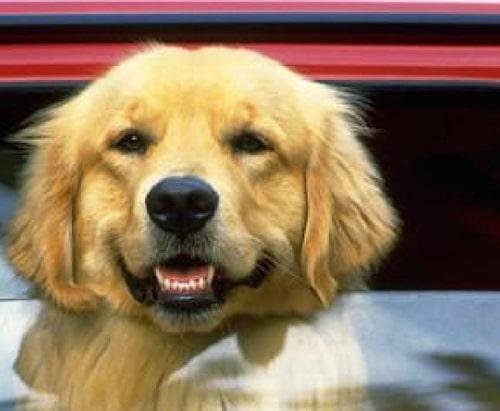 a golden retriever happily arriving at its pet relocation stop