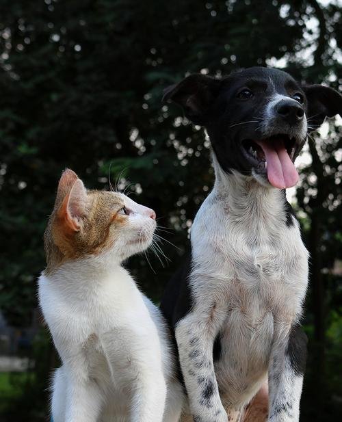 a happy cat and dog after a fun and exciting pet relocation service